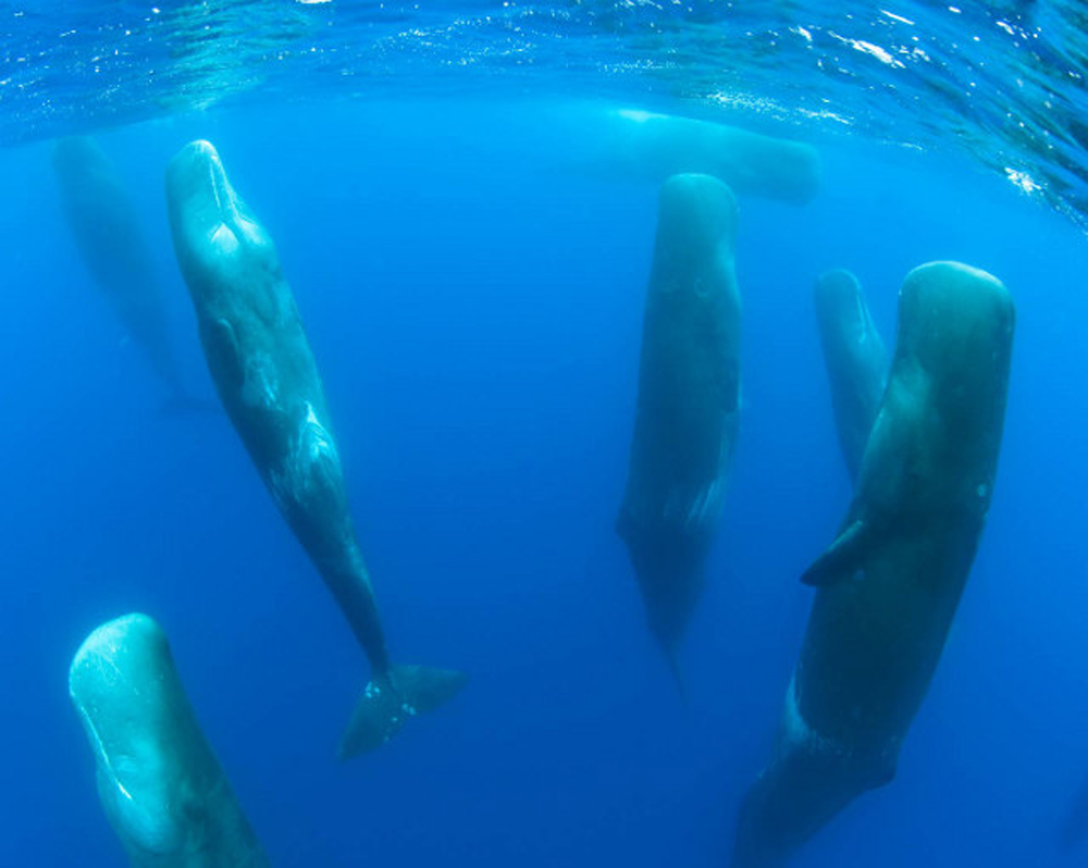Sperm whales sleeping